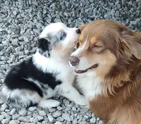 Henry , a male Australian Shepherd for sale in Spencer, IN – 3 of 10
