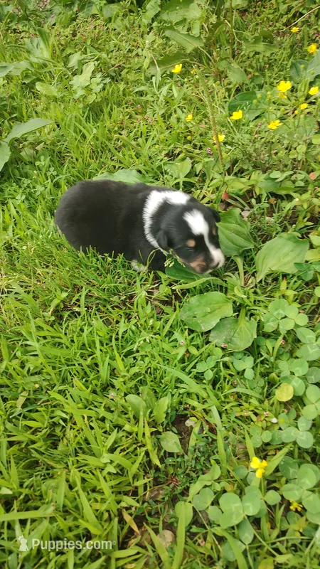 Chr – Australian Shepherd puppy for sale in Spencer, IN