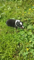 Chr, a male Australian Shepherd for sale in Spencer, IN – 1 of 10