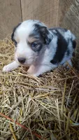 Luke, a male Australian Shepherd for sale in Spencer, IN – 6 of 9