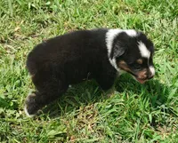 Chr, a male Australian Shepherd for sale in Spencer, IN – 7 of 8