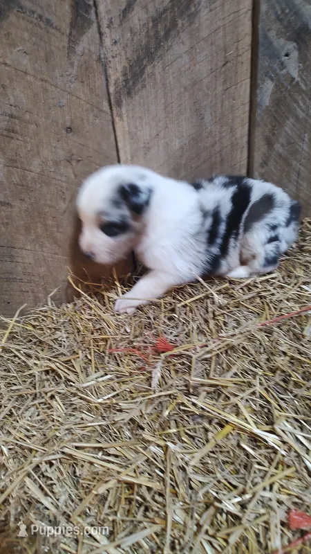 Heath – Australian Shepherd puppy for sale in Spencer, IN