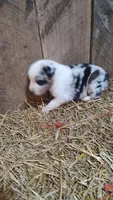 Heath, a male Australian Shepherd for sale in Spencer, IN – 2 of 10
