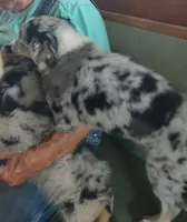 Nikki, a female Miniature American Shepherd for sale in Spencer, IN – 7 of 8