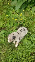 Berrie, a male Australian Shepherd for sale in Spencer, IN – 5 of 8