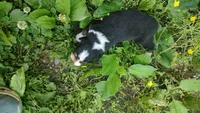 Chr, a male Australian Shepherd for sale in Spencer, IN – 9 of 10