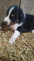Ella, a female Australian Shepherd for sale in Spencer, IN – 4 of 6
