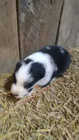Carley, a male Australian Shepherd for sale in Spencer, IN – 6 of 6
