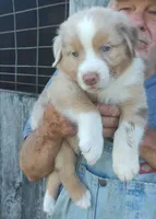 46, a male Australian Shepherd for sale in Spencer, IN – 1 of 3