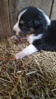 Ella, a female Australian Shepherd for sale in Spencer, IN – 3 of 6