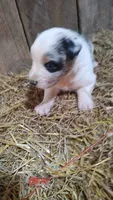 Heath, a male Australian Shepherd for sale in Spencer, IN – 5 of 10