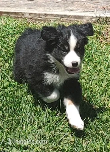 Rocky  – Miniature American Shepherd puppy for sale in Spencer, IN