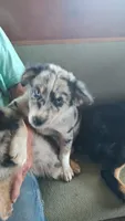 Nikki, a female Miniature American Shepherd for sale in Spencer, IN – 4 of 8