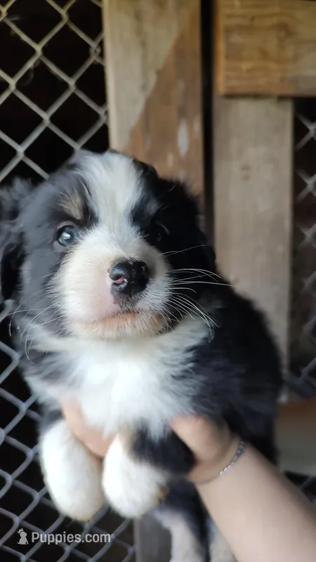 Raven  – Miniature American Shepherd puppy for sale in Spencer, IN