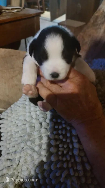 Raven  – Miniature American Shepherd puppy for sale in Spencer, IN