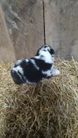 Jay, a male Australian Shepherd for sale in Spencer, IN – 6 of 8