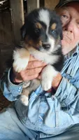 Chr, a male Australian Shepherd for sale in Spencer, IN – 3 of 8