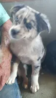 Nikki, a female Miniature American Shepherd for sale in Spencer, IN – 8 of 8