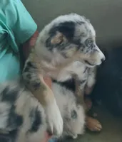 Nikki, a female Miniature American Shepherd for sale in Spencer, IN – 5 of 8