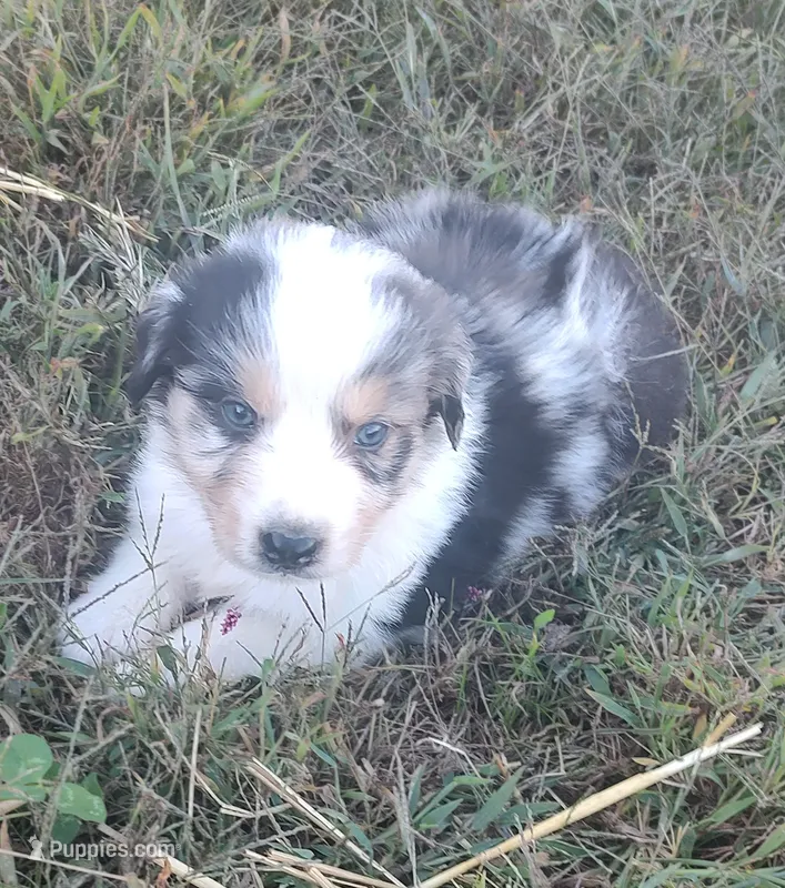 Luke – Australian Shepherd puppy for sale in Spencer, IN