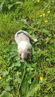 Cookie, a female Australian Shepherd for sale in Spencer, IN – 2 of 10