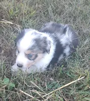Logan, a male Australian Shepherd for sale in Spencer, IN – 7 of 9