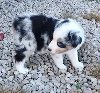 Henry , a male Australian Shepherd for sale in Spencer, IN – 9 of 10