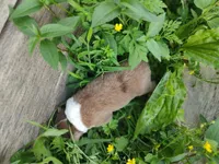 Dusty, a male Australian Shepherd for sale in Spencer, IN – 10 of 10