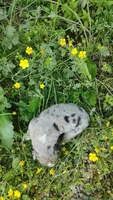 Berrie, a male Australian Shepherd for sale in Spencer, IN – 3 of 8