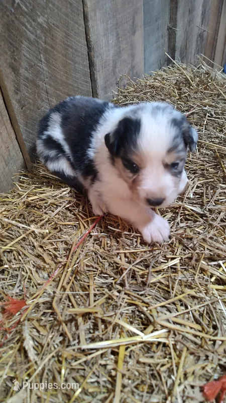 Luke – Australian Shepherd puppy for sale in Spencer, IN