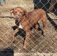 Luna, a female Catahoula Leopard Dog for sale in Spencer, IN – Photo 2 of 8