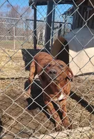 Luna, a female Catahoula Leopard Dog for sale in Spencer, IN – Photo 7 of 8