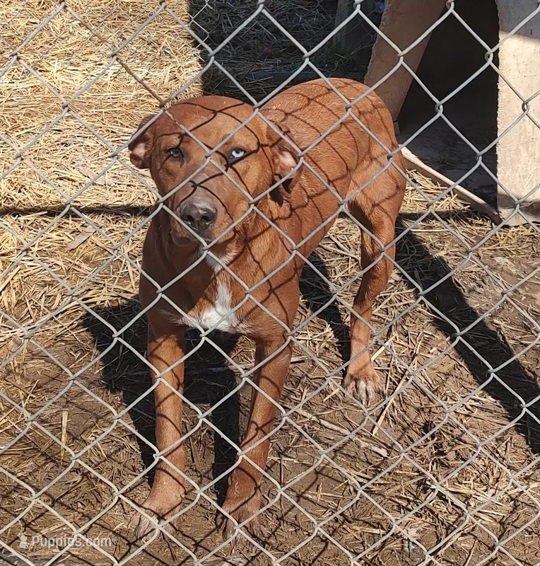 Luna – Catahoula Leopard Dog puppy for sale in Spencer, IN