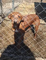 Luna, a female Catahoula Leopard Dog for sale in Spencer, IN – Photo 8 of 8