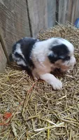Luke, a male Australian Shepherd for sale in Spencer, IN – 4 of 9