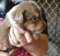 Rusty , a male Australian Shepherd for sale in Spencer, IN – 3 of 10