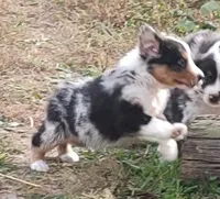 Emma, a female Australian Shepherd for sale in Spencer, IN – 9 of 10