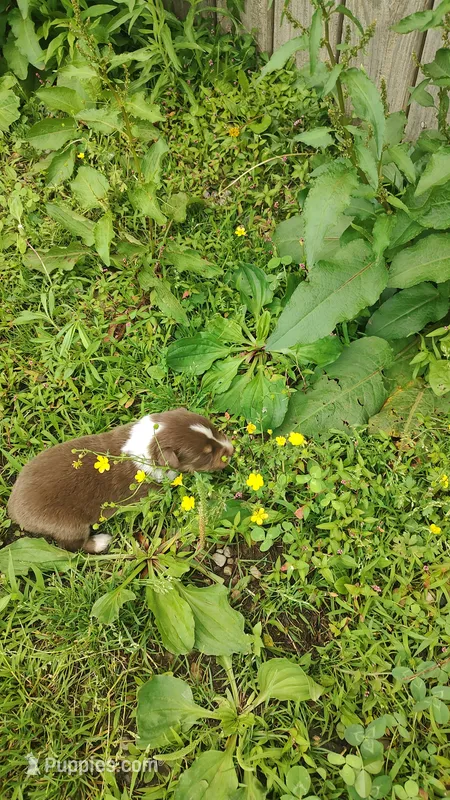 Rusty  – Australian Shepherd puppy for sale in Spencer, IN