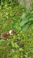 Rusty , a male Australian Shepherd for sale in Spencer, IN – 1 of 10