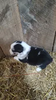 Carley, a male Australian Shepherd for sale in Spencer, IN – 4 of 6