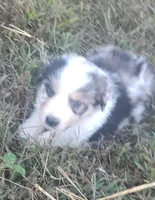 Logan, a male Australian Shepherd for sale in Spencer, IN – 8 of 9