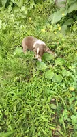 Rusty , a male Australian Shepherd for sale in Spencer, IN – 9 of 10