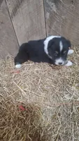 Rocky , a male Australian Shepherd for sale in Spencer, IN – 6 of 6