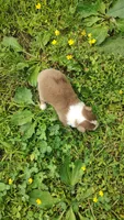 Dusty, a male Australian Shepherd for sale in Spencer, IN – 3 of 10