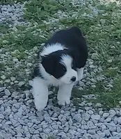 Cole , a male Miniature American Shepherd for sale in Spencer, IN – 4 of 10