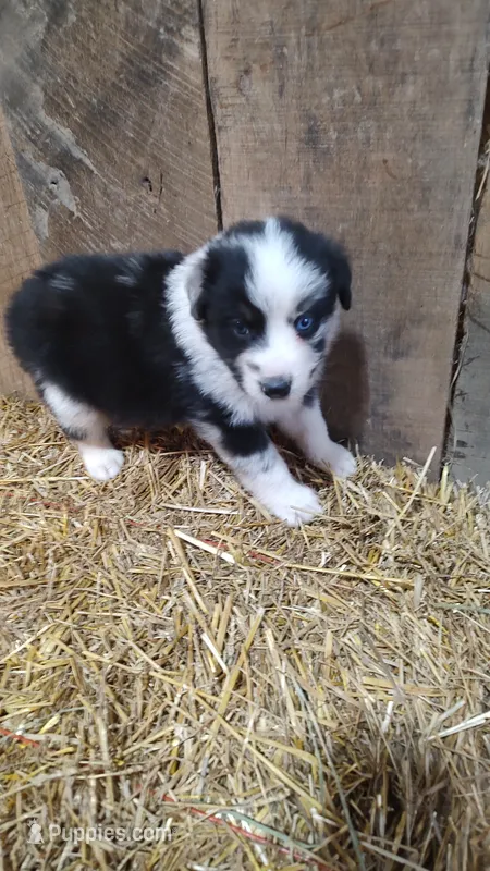 Carley – Australian Shepherd puppy for sale in Spencer, IN