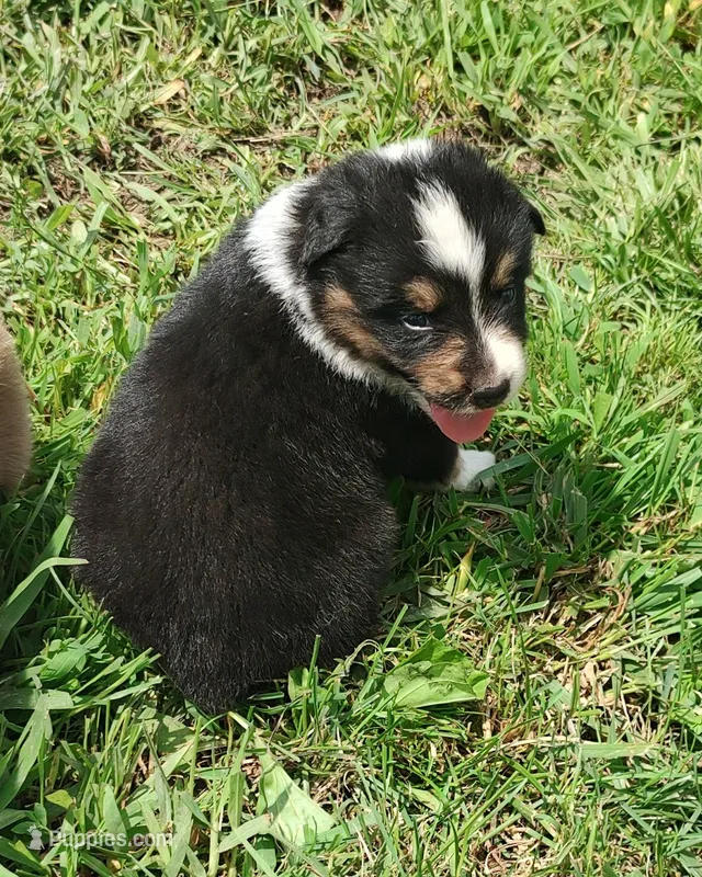 Chr – Australian Shepherd puppy for sale in Spencer, IN