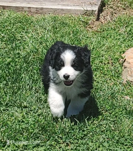 Cole  – Miniature American Shepherd puppy for sale in Spencer, IN