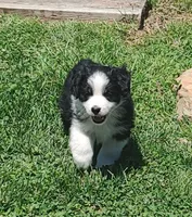 Cole , a male Miniature American Shepherd for sale in Spencer, IN – 1 of 10
