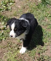 Rocky , a male Miniature American Shepherd for sale in Spencer, IN – Photo 8 of 8